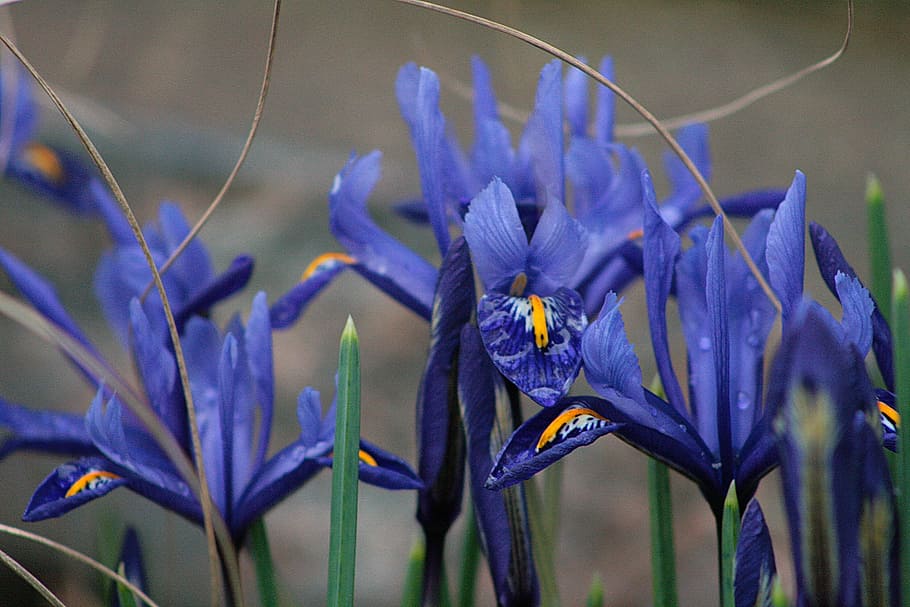 natura, pianta, fiore, iris, primavera, blu, pianta fiorita, viola, avvicinamento, bellezza nella natura, crescita, freschezza, vulnerabilità, petalo, fragilità, nessuno, concentrarsi sulle conoscenze acquisite, iris - pianta, infiorescenza, testa di fiore, messa a fuoco selettiva, all'aperto, composizione floreale, 2K