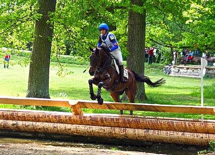 alsidighed, ride, alsidighed, ride, alsidighed undersøgelse, military, Marbach, stud, militær-ridning, hest, hindring, terræn, handling, bevægelse, rytteren, Brun, hdr, husdyr, jockey, ridning, dyre temaer, plante, træ, aktivitet, indenlandske, pattedyr, rigtige mennesker, dyreliv, dyr, dag, kæledyr, natur, hjelm, arbejdsdyr, planteædende, udendørs, 2K, CC0, offentligt domæne, royaltyfrie