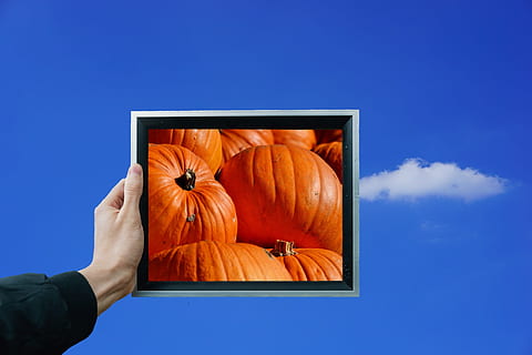 zucca, frutta, arancia, autunno, cucurbita maxima, scegliere, grande, enorme, cibo, verdure, commestibile, mangiare, decorazione, frutti autunnali, raccogliere, Halloween, Immagine, cornice, conservare, incorniciato, cielo, nube, blu, mano umana, mano, parte del corpo umano, una persona, colore arancione, detenzione, natura, cielo sereno, cibo e bevande, giorno, adulto, tecnologia, uomini, all'aperto, Inquadratura dal basso, sfondo blu, 1080P, CC0, dominio pubblico, privo di copyright