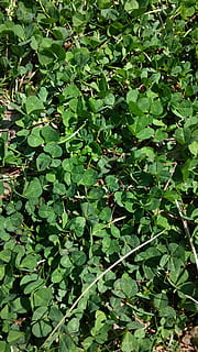 baseinas, shamrock, dobilai, pobūdį, lapai, žalia spalva, fonas, augalų, augalų dalis, augimą, grožis gamtoje, nėra žmonių, dieną, visą kadrą, lauke, aukšto kampo vaizdas, ramybė, Iš arti, lapija, žemės, sodrus lapija, sutelkti dėmesį į naujas žinias, botanika, 4K, CC0, Viešasis domenas, nemokamai