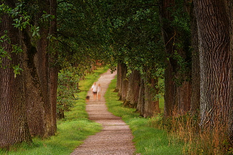 foto, dos, persona, caminar, al costat, verd, arbres de fulles, home, dona, carretera, arbres, Camí, parc, bosc, arbre, planta, direcció, el camí a seguir, sendera, bellesa a la natura, creixement, tranquil·litat, cap gent, naturalesa, terra, color verd, escena tranquil·la, tronc de l'arbre, tronc, escenics - natura, a l'aire lliure, escena no urbana, paisatge, treelined, 4K, CC0, domini públic, lliure de regalies