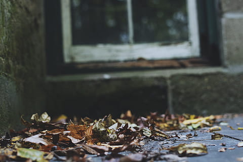 lehdet, pudota, syksy, ikkuna, luonto, tiili, vuodenajat, tutkia, seikkailu, historiallinen, punainen, keltainen, vihreä, grunge, puu, metsä, woods, puun lehti, kasvi-osa, muuttaa, päivä, ei ihmisiä, kuiva, arkkitehtuuri, ulkona, laskussa, sotkuinen, rakennettu rakenne, valikoiva tarkennus, keskittyä etualalle, rakennus, rakennuksen ulkoa, talo, pinnan tasolle, 5K, CC0, public domain, rojaltivapaa