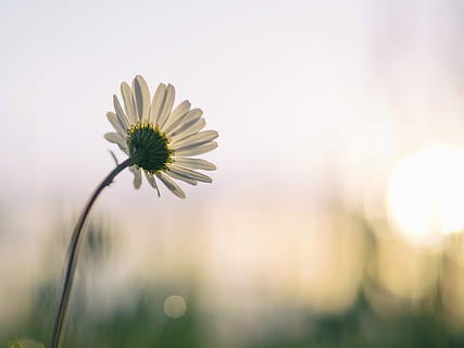 selectiv, focalizare fotografie, alb, margaretă, Daisy macro fotografie, timpul zilei, floare, cer, soare, flori sălbatice, ora de aur, bokeh, natură, răsărit, planta cu flori, prospeţime, fragilitate, vulnerabilitate, plantă, frumusețe în natură, creştere, a închide, cap de floare, petală, inflorescenţă, să se concentreze asupra primelor elemente, nici o persoana, plante stem, în aer liber, polen, sepală, semințe de papadie, 4K, CC0, domeniu public, fără drepturi de autor