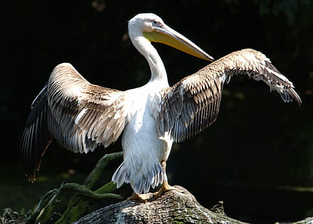 pelícano, pájaro, ali, fauna animal, animales en la naturaleza, un animal, parte del cuerpo del animal, temas de animales, animal, vertebrado, posado, naturaleza, nadie, agua, alas abiertas, pico, centrarse en primer plano, roca - objeto, rock, ala animal, 1080P, CC0, dominio público, libre de derechos