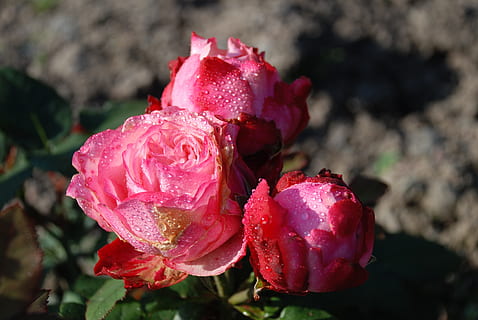 Rosa, gotas, plantar, natureza, vermelho, folha, galho, rosas, selvagem, deixa cair a planta, Flor, florescendo, família, família rosa, flora, concurso, branco, amor, flores, macro, fundo, laranja, cores, beleza na natureza, planta com flores, frescura, fechar-se, Flor rosa, cabeça de flor, pétala, inflorescência, crescimento, cor rosa, vulnerabilidade, ninguém, fragilidade, agua, molhado, ao ar livre, orvalho, 4K, CC0, domínio público, royalty free