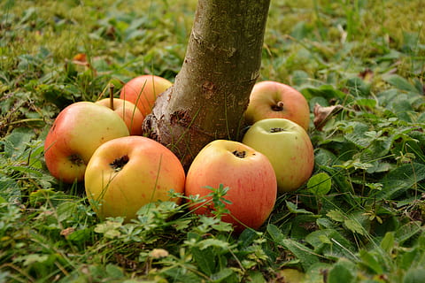Mela, goldparmäne, frutta, manna, giardino, serie, allineato, salutare, rosso, banca, raccogliere, prato, colori autunnali, autunno, cibo, cibo e bevande, pianta, mangiare sano, natura, terra, erba, campo, crescita, giorno, nessuno, freschezza, avvicinamento, benessere, albero, colore verde, all'aperto, gruppo di oggetti, mela - frutto, maturo, 5K, CC0, dominio pubblico, privo di copyright