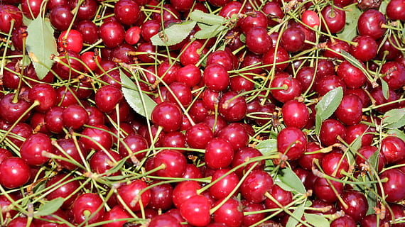 Kirschrot, rot, obst, Kirsche, rot, Obst, Essen und Trinken, Frische, gesundes Essen, Lebensmittel, organisch, Vollbild, Wohlbefinden, Hintergründe, große gruppe von gegenständen, Fülle, keine Leute, Stillleben, direkt darüber, Nahansicht, zu verkaufen, High Angle View, Markt, Verkauf, reif, 5K, CC0, gemeinfrei, lizenzfrei