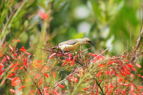 la nature, fleur, flore, arbre, feuille, en plein air, sauvage, épanouissement, Couleur, saison, jardin, oiseau, oiseau du soleil, oiseau soleil à dos olive, femelle, coloré, la faune des animaux, animal, thèmes animaux, animaux à l'état sauvage, un animal, plante, vertébré, personne, mise au point sélective, croissance, se percher, journée, beauté dans la nature, vue de côté, couleur verte, 4K, CC0, domaine public, libre de droits