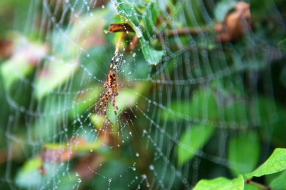 teranyina, aranya, web, insecte, teixir, fantasmal, vida salvatge, aràcnids, por, horripilant, naturalesa, primer pla, fragilitat, cap gent, invertebrat, temes d'animals, bellesa a la natura, animal, vulnerabilitat, centrar-se en primer pla, un animal, dia, fauna animal, aigua, animals a la natura, enfocament selectiu, color verd, complexitat, a l'aire lliure, pluja, 2K