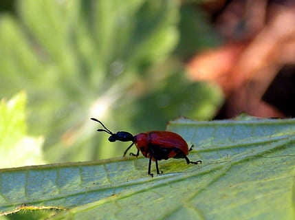 bille, bladrulle, hassel, blad-roller, hasselblad-rulle, insekt, dyr, natur, fauna, have, tæt, sommer, blad, rød, dyr i naturen, et dyr, dyre temaer, dyreliv, hvirvelløse, plante del, tæt på, dag, ingen mennesker, selektiv fokusering, grøn farve, plante, fokus på forgrunden, zoologi, dyr antenne, udendørs, 2K, CC0, offentligt domæne, royaltyfrie