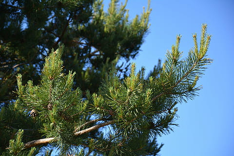 Kiefer, Baum, Wald, Ast, Zapfen, Pflanze, Wachstum, grüne Farbe, Himmel, Schönheit in der Natur, Flachwinkelansicht, Tag, Natur, keine Leute, Ruhe, klarer Himmel, Blau, draußen, Sonnenlicht, Nadelbaum, Fokus auf den Vordergrund, Blatt, Nadel - Pflanzenteil, 5K, CC0, gemeinfrei, lizenzfrei