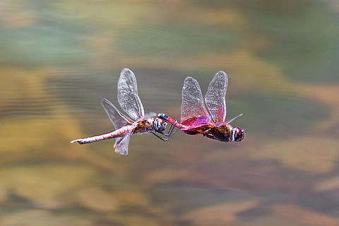 dva, roseate skimmery detailní fotografie, vážka, let, hmyz, Příroda, létat, volně žijících živočichů, křídlo, zvířat, zvířata ve volné přírodě, zvíře, bezobratlý, den, zvířecí křídlo, zaměřit se na popředí, jednoho zvířete, nikdo, venku, detail, voda, rostlina, krása v přírodě, 1080P, CC0, veřejná doména, bez autorských práv