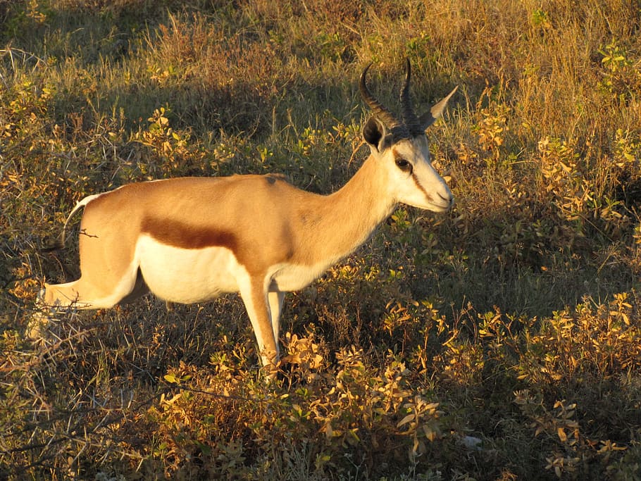 vida salvatge, antilope springbok, namibia, animal, temes d'animals, un animal, fauna animal, mamífer, planta, terra, camp, vertebrats, animals a la natura, vista lateral, naturalesa, cérvol, cap gent, de peu, animals domèstics, dia, herbívors, herba, a l'aire lliure, 4K