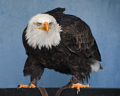 eagle, bald eagle, raptor, bird, vertebrate, animal, animal themes, bird of prey, one animal, animal wildlife, animals in the wild, eagle - bird, day, perching, nature, focus on foreground, no people, outdoors, beak, sky, looking, 4K, CC0, public domain, royalty free