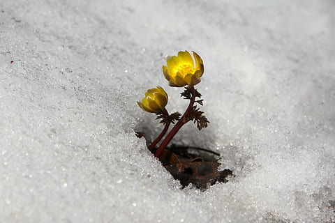 gul, buttercup blomma, snö mark, snö, vinter-, natur, flera sekunder, vild blomma, vårblommor, utomhus, blommor, berg, dal, inget folk, närbild, landa, dag, skönhet i naturen, blomma, växt, ryggradslös, blommande växt, djurliv, bräcklighet, högvinkelvy, tillväxt, insekt, djur-, fält, sårbarhet, 4K, CC0, offentligt domän, royaltyfria