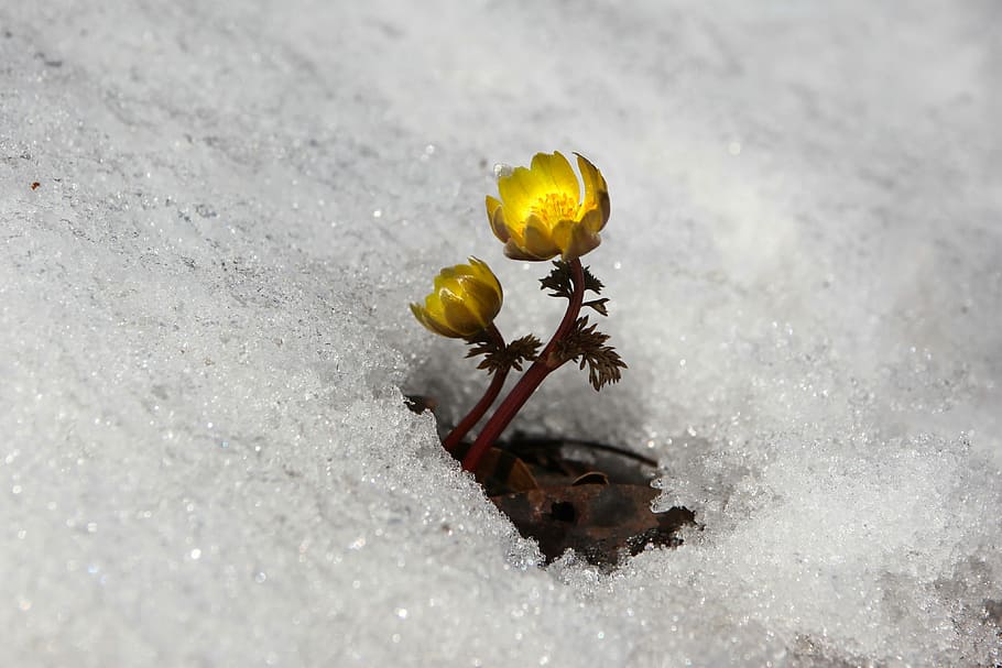 groc, flor de ranuncle, terreny de neu, neu, hivern, naturalesa, diversos segons, flors silvestres, flors de primavera, a l'aire lliure, flors, muntanya, vall, cap gent, primer pla, terra, dia, bellesa a la natura, flor, planta, invertebrat, planta amb flors, fauna animal, fragilitat, vista d’angle alt, creixement, insecte, animal, camp, vulnerabilitat, 4K