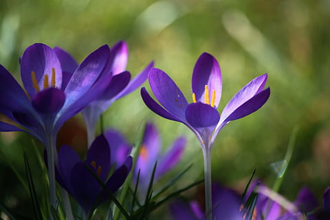 krokus, bloem, de lente, bloesem, bloeien, dichtbij, bloemen, felle kleuren, kleurrijk, fabriek, flora, lente bloemen, bloem macro, macro, vrolijk, zonlicht, Lichtspiel, licht, schaduw, bloementuin, plantkunde, natuur, bloeiende plant, schoonheid in de natuur, versheid, Purper, kwetsbaarheid, bloemblad, detailopname, breekbaarheid, groei, bloeiwijze, bloemhoofd, geen mensen, iris, focus op de voorgrond, lente, dag, buitenshuis, zachte focus, zachtheid, 4K, CC0, publiek domein, royaltyvrij