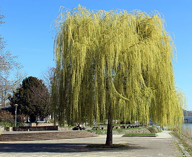 tree, weeping willow, spring, plant, road, sky, transportation, nature, growth, street, day, green color, beauty in nature, city, clear sky, tranquility, tranquil scene, incidental people, sunlight, direction, tree trunk, outdoors, treelined, willow tree, 4K, CC0, public domain, royalty free