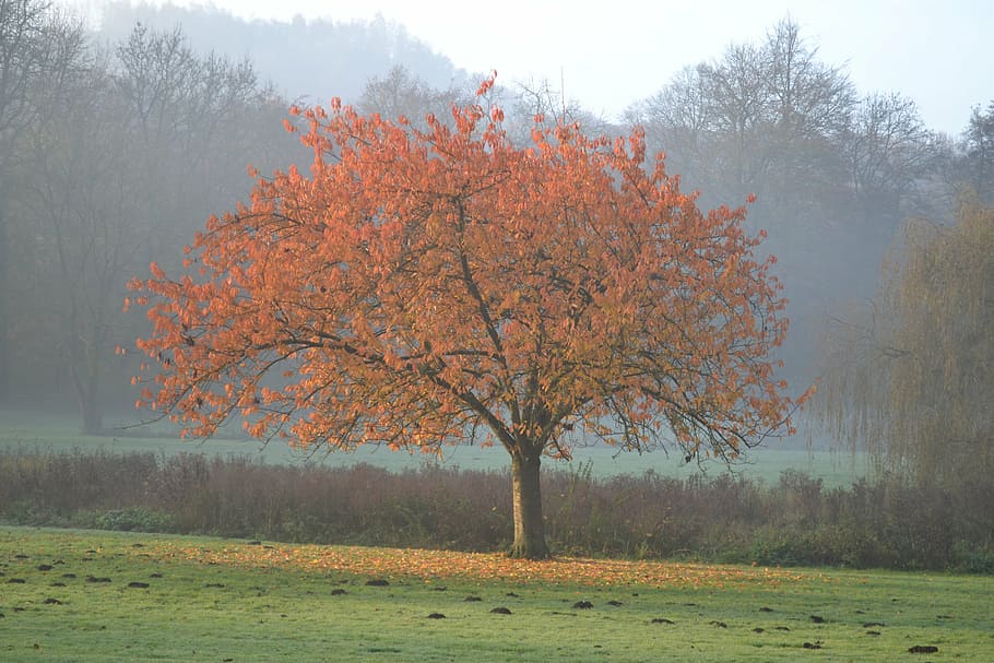 árbol, colores caen, otoño, paisaje, colores, follaje, naturaleza, paisaje de otoño, caen las hojas, vistoso, serenidad, hojas, planta, belleza en la naturaleza, cambio, tranquilidad, tierra, escena tranquila, paisajes - naturaleza, escena no urbana, campo, día, crecimiento, ambiente, niebla, nadie, hierba, al aire libre, 4K