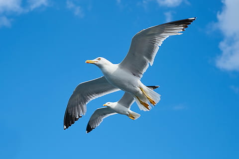 Due, bianca, uccelli, volante, blu, cielo, gabbiano, uccello, bellissimo, gabbiani, giorno, natura, nuvole, pace, paesaggio, animale, sfondo, volare, dom, insieme, Doppio, ambientale, ama la natura, un animale, animali allo stato selvatico, fauna selvatica, temi animali, vita marina, mare, movimento, mezz'aria, pesce, vertebrato, ali spiegate, Inquadratura dal basso, parte del corpo animale, gruppo di animali, ala animale, nuvola - cielo, nessuno, all'aperto, marino, 5K, CC0, dominio pubblico, privo di copyright