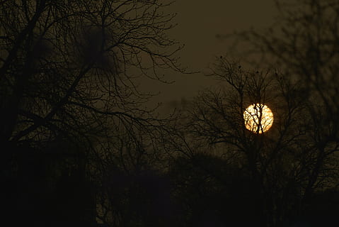 Dom, ajuste, mediante, árbol, naturaleza, noche, rama, árbol desnudo, silueta, planta, cielo, vista de ángulo bajo, iluminado, nadie, al aire libre, belleza en la naturaleza, oscuridad, Luna, equipo de iluminación, tranquilidad, escalofriante, oscuro, paisajes - naturaleza, Luna llena, luz de la luna, 5K, CC0, dominio público, libre de derechos