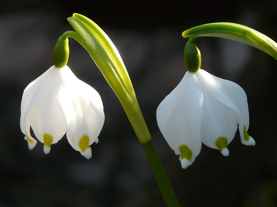 zwei, weiß-grüne Blütenblätter, Nahansicht, Fotografie, Schneeflocke, Frühling, Blume, blühen, Frühlingsblume, Wald, Weiß, fruehlingsknotenblume, frühling knotenblume, maigloeckchen, wunderschönen, idyllisch, tolle Schneeglöckchen, leucojum vernum, Amaryllidaceae, Leukojum, Natur, Pflanze, Blütenblatt, Schönheit in der Natur, Blütenkopf, Frische, Makro, grüne Farbe, Blatt, Blumen, weiße Farbe, keine Leute, gesundes Essen, Verletzlichkeit, Zerbrechlichkeit, blühende Pflanze, Blütenstand, Wachstum, Fokus auf den Vordergrund, Schneeglöckchen, Pflanzenstamm, draußen, Pollen, 2K