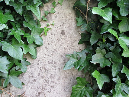 Wand, alt, Efeu, rustikal, Grün, englischer Efeu, Blatt, Natur, Pflanze, draußen, Hintergründe, grüne Farbe, Pflanzenteil, Wachstum, Tag, High Angle View, Schönheit in der Natur, keine Leute, Nahansicht, Kriechpflanze, Frische, Fußweg, Zerbrechlichkeit, direkt darüber, Land, Verletzlichkeit, 4K, CC0, gemeinfrei, lizenzfrei