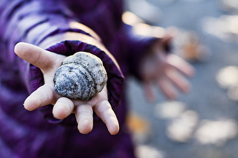 conchiglia, autunno, bambino, lungomare, colore, paesaggio autunnale, le foglie, carina, natura, trova, avventura, parte del corpo umano, mano umana, una persona, persone, avvicinamento, detenzione, mano, concentrarsi sulle conoscenze acquisite, Sezione centrale, giorno, all'aperto, parte del corpo, persone reali, messa a fuoco selettiva, uomini, mostrando, viola, adulto, dito, arto umano, mani a coppa, 5K, CC0, dominio pubblico, privo di copyright