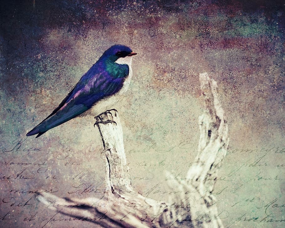 blau, blanc, ocell, branca, textura, fons, animal, estructura, color, colorit, digiart, grunge, papereria, Font, ploma, natura morta, seure, ansitz, naturalesa, fauna, decoratiu, temes d'animals, un animal, vertebrats, fauna animal, animals a la natura, funció de construcció de parets, cap gent, dia, posat, filtre de producció automàtica, arquitectura, paret, estructura construïda, vista lateral, a l'aire lliure, primer pla, longitud completa, efecte texturat, 2K
