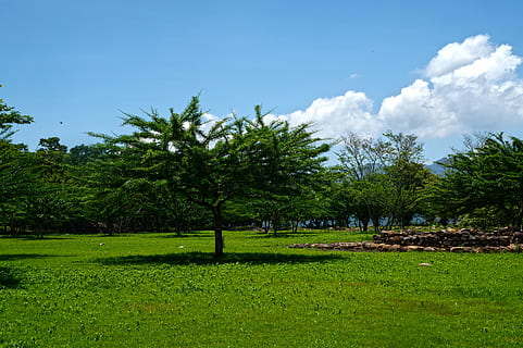 træ, landskab, skyer, arkæologi, frisk luft, plante, himmel, græs, grøn farve, rolig scene, skønhed i naturen, natur, ro, sky - himmel, miljø, jord, vækst, scenics - natur, Mark, dag, ingen mennesker, løv, frodig løv, udendørs, 5K, CC0, offentligt domæne, royaltyfrie