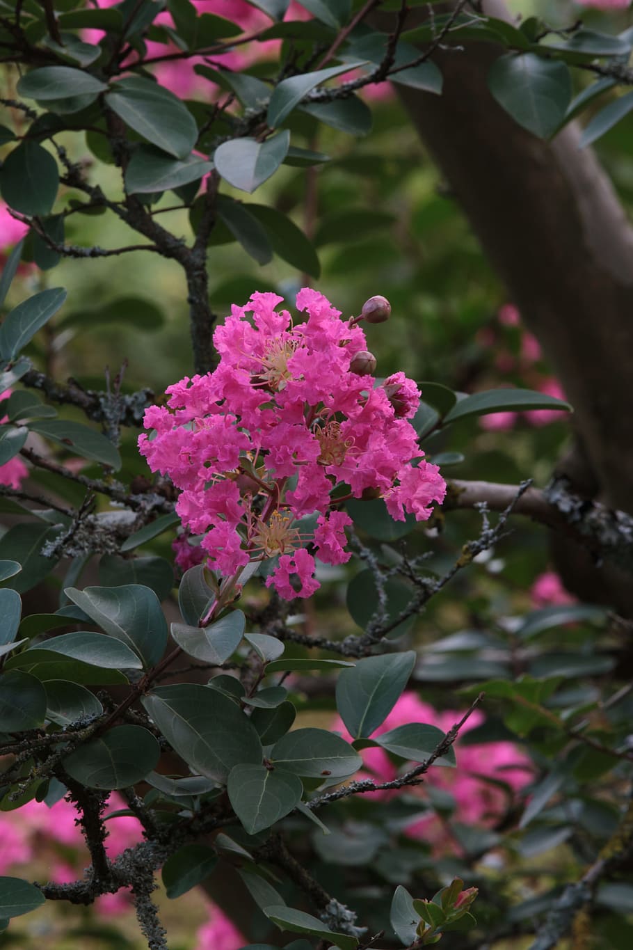 branca, flor única, arbre, planta amb flors, flor, planta, creixement, fragilitat, vulnerabilitat, frescor, bellesa a la natura, color rosa, primer pla, naturalesa, full, part de la planta, centrar-se en primer pla, pètal, dia, a l'aire lliure, cap gent, cap de flor, inflorescència, porpra, lantana, lila, 5K