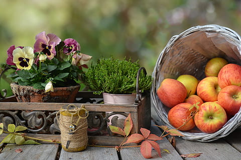 ripe apple lot, apple, autumn, leaf, basket, still life, nature, harvest, pansy, cord, scissors, flowers, freshness, plant, healthy eating, food and drink, container, flower, food, wellbeing, fruit, flowering plant, no people, day, growth, large group of objects, wood - material, outdoors, table, 4K, CC0, public domain, royalty free