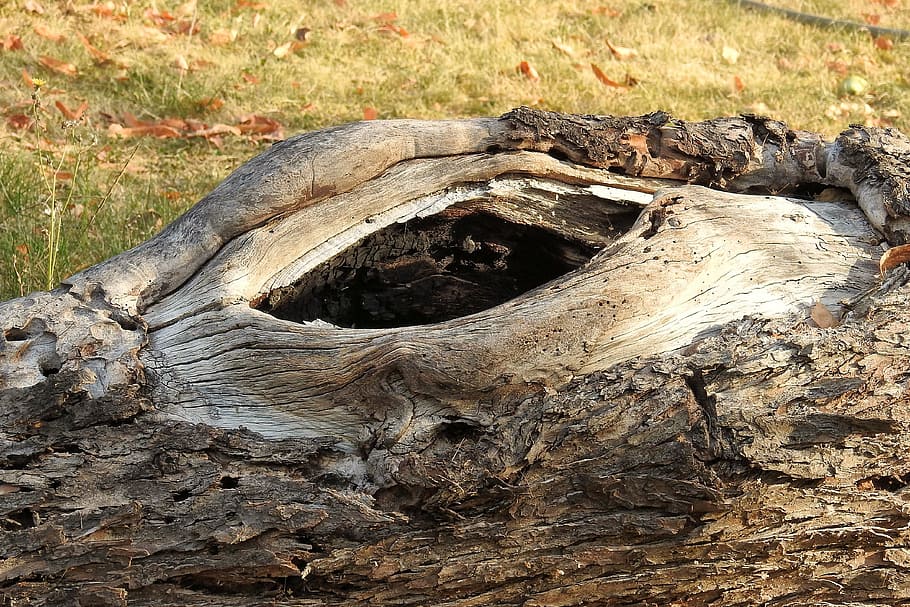 log, starý, jako, odřezal, kůra, knothole, starý strom, dřevo, Příroda, strom, les, dřevo - materiál, venku, podzim, kmen stromu, den, rostlina, kufr, nikdo, přistát, pařez, texturou, mrtvá rostlina, hrubý, detail, naplavené dříví, 4K