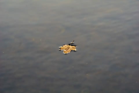 fulla d'auró, aigua, sec, cos, wayer, full, flotar, tardor, caure, llac, estany, corrent, llis, flotant, color, riu, fulla flotant, un animal, fauna animal, animals a la natura, animal, temes d'animals, naturalesa, davant del mar, dia, cap gent, vertebrats, vista d’angle alt, ocell, reflexió, a l'aire lliure, nedar, moviment, flotant a l'aigua, 5K, CC0, domini públic, lliure de regalies