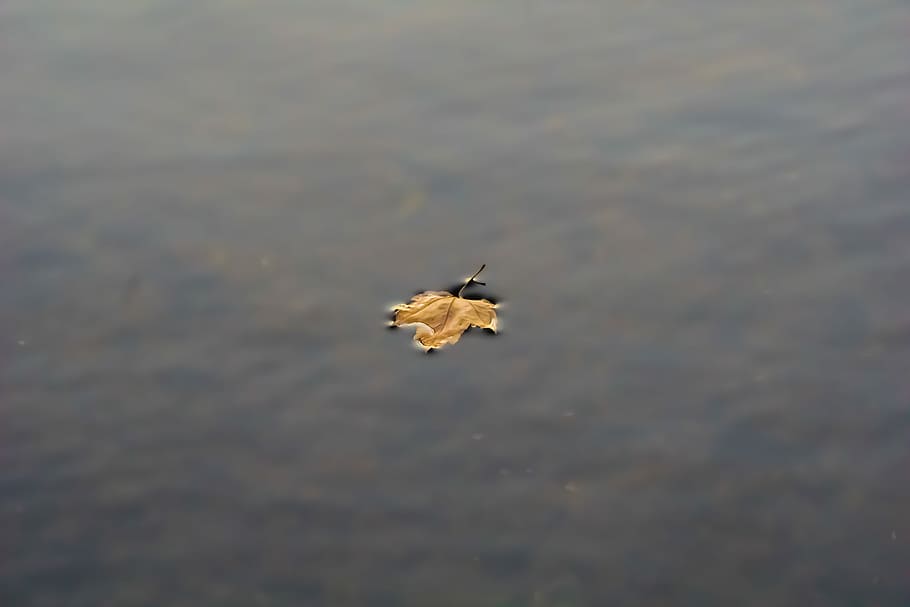 fulla d'auró, aigua, sec, cos, wayer, full, flotar, tardor, caure, llac, estany, corrent, llis, flotant, color, riu, fulla flotant, un animal, fauna animal, animals a la natura, animal, temes d'animals, naturalesa, davant del mar, dia, cap gent, vertebrats, vista d’angle alt, ocell, reflexió, a l'aire lliure, nedar, moviment, flotant a l'aigua, 5K