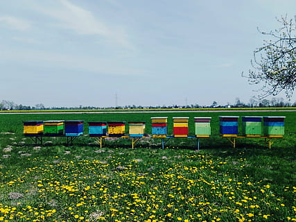 ul, ULE, osa, ape, miele, prato, denti di leone, estate, primavera, paesaggio, Polonia, cielo, pianta, fiore, natura, pianta fiorita, crescita, bellezza nella natura, giallo, giorno, terra, campo, multicolore, nessuno, treno, all'aperto, contenitore, treno - veicolo, modo di trasporto, albero, fianco a fianco, 2K, CC0, dominio pubblico, privo di copyright