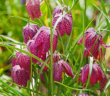 kariert, Blumen, Frühling, April, Natur, Pflanze, Jahreszeit, Blume, Garten, Frische, Essen und Trinken, Lebensmittel, Nahansicht, gesundes Essen, Wachstum, keine Leute, Beerenfrucht, Obst, Blatt, Pflanzenteil, Schönheit in der Natur, rot, Tag, draußen, Fokus auf den Vordergrund, grüne Farbe, Litschi, lila, 2K, CC0, gemeinfrei, lizenzfrei