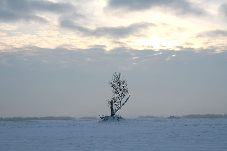 albero, inverno, la neve, bianca, freddo, cielo, solo, solitudine, invernale, congelato, ghiaccio, brina, paesaggio, albero singolo, single standing, magia invernale, la tranquillità, scena tranquilla, bellezza nella natura, nuvola - cielo, temperatura fredda, scenics - natura, pianta, albero nudo, scena non urbana, nessuno, natura, lungomare, ambiente, tramonto, copertura, all'aperto, isolato, 2K