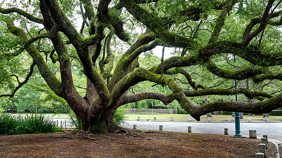 brown, tree, curved, road, gnarled, branches, old, trunk, branch, plant, bent, wood, green, park, natural, outdoor, kyoto, japan, tree trunk, nature, water, beauty in nature, growth, day, park - man made space, green color, tranquility, no people, outdoors, tranquil scene, lake, 4K, CC0, public domain, royalty free