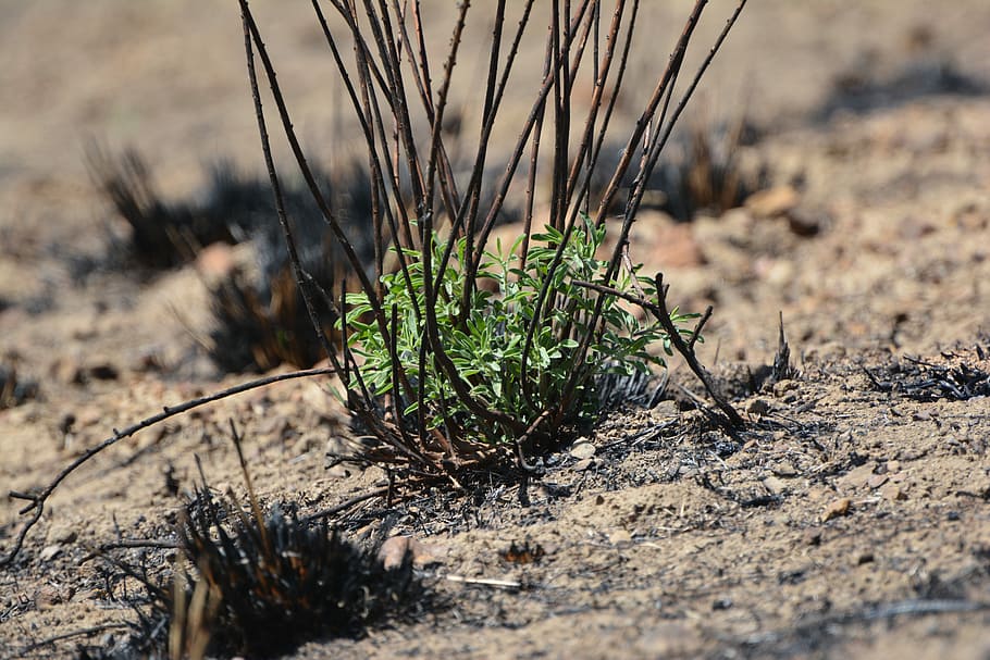 vilde, ild, løbeild, spiring, plante, vild, ild, ny vækst, ilt, miljø, udendørs, veld, veldfire, brændt, brænde, sommer, ødelæggelse, natur, Mark, landbrug, ingen mennesker, fyrretræ, selektiv fokusering, jord, smuds, sollys, dag, tæt på, vækst, græs, træ - materiale, ørken, grøn farve, landskab, tørt klima, træ, klima, mudder, overflade niveau, halvtørre, 5K