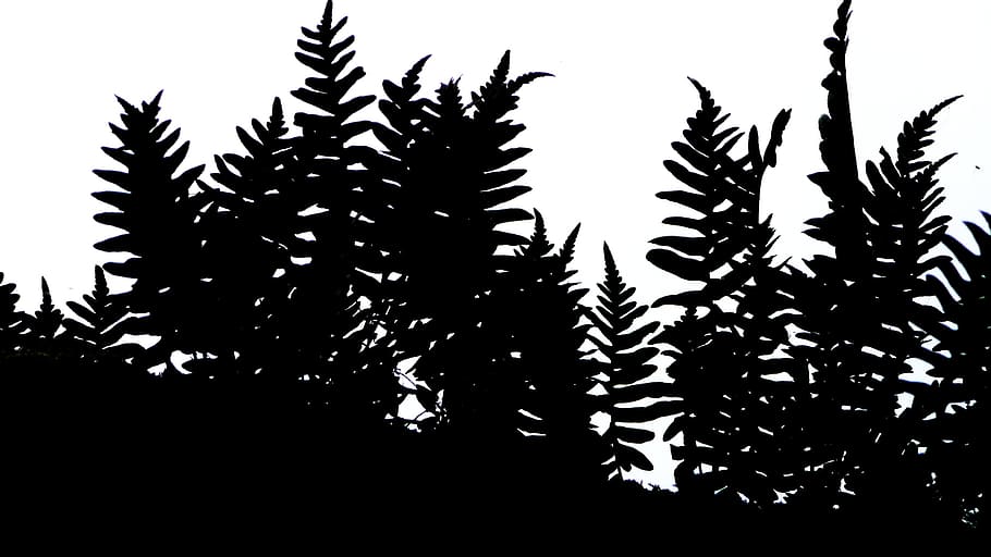 falguera, ombra, planta, full, natural, salvatge, medi ambient, fullatge, primavera, fosc, vegetació, creixement, botànica, ecologia, temporada, jardí, a l'aire lliure, negre blanc, pintura, bracken, cel, cap gent, naturalesa, silueta, bellesa a la natura, vista d’angle baix, arbre, tranquil·litat, part de la planta, dia, cel clar, escenics - natura, primer pla, llum solar, escena tranquil·la, planta suculenta, arbre de coníferes, 2K
