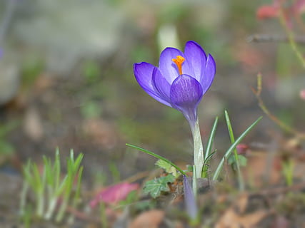 selettivo, foto di messa a fuoco, viola, fiore di croco, croco, primavera, fiore, fiori, fiore primaverile, presagio di primavera, frühlingsanfang, natura, marzo, vicino, pianta, fiore viola, giardino, stami, flora, luminosa, pienezza dei fiori, colorato, colori luminosi, sbocciato, bellezza nella natura, all'aperto, estate, petalo, testa di fiore, avvicinamento, stagione, colore verde, botanica, colore rosa, fiorire, foglia, crescita, fragilità, pianta fiorita, vulnerabilità, freschezza, infiorescenza, iris, terra, nessuno, messa a fuoco selettiva, campo, 2K, CC0, dominio pubblico, privo di copyright