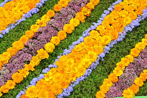 fiori, floreale, modello, motivo floreale, fiore, natura, giallo, pianta, multicolore, letto di fiori, colore verde, all'aperto, tessile, avvicinamento, lana, nessuno, pianta fiorita, bellezza nella natura, fotogramma intero, sfondi, freschezza, vulnerabilità, colore arancione, giorno, colore vibrante, vista dall'alto, crescita, fragilità, testa di fiore, 4K, CC0, dominio pubblico, privo di copyright