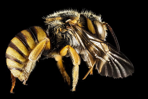 bee, insect, macro, profile, mounted, wildlife, nature, honeybee, wings, fly, icteranthidium grohmanni, u, s, geological survey, animal themes, animal, one animal, animal wildlife, animals in the wild, invertebrate, studio shot, black background, close-up, arthropod, no people, indoors, arachnid, zoology, animal body part, beauty in nature, animal eye, animal leg, 1080P, CC0, public domain, royalty free