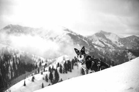 gråskala foto, hund, snö, träd, berg, högland, moln, himmel, summit, ås, landskap, natur, dal, kulle, vinter-, se, resa, djur-, sällskapsdjur, utomhus, husdjur, svartvitt, ett djur, däggdjur, kall temperatur, djurteman, inhemsk, hund-, bergskedja, miljö, scenics - natur, snötäckt berg, inget folk, snöar, bergstopp, 8K
