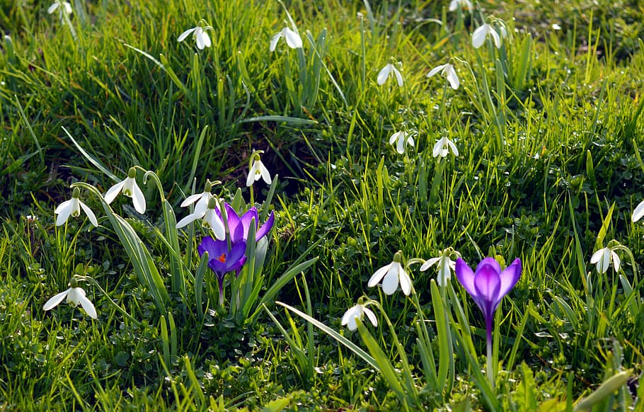 blomstringen, lilla, hvit, blomster, vår, eng, krokus, blomst eng, Snowdrop, fiolett, natur, fargerik, frühlingsblüher, tidlig blomstrer, blomst, anlegg, tegn på våren, Lukk, gress, vekst, friskhet, grønn farge, blomsterhodet, petal, dag, blomstrende plante, skjønnhet i naturen, sårbarhet, skjørhet, iris, land, felt, nærbilde, inflorescence, ingen folk, utendørs, våren, iris - plante, 5K