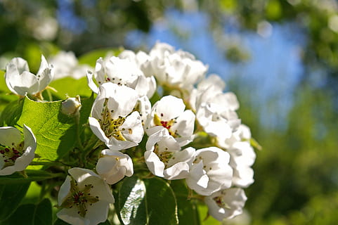 primavera, petali, albero, fiori, pero, fiori bianchi, germoglio, bianca, fioritura, natura, verde, flora, Pera, soleggiato, fiorire, fioritura dell'albero da frutto, giardino, giardinieri, infiorescenza, botanica, decorativo, presagio di primavera, Piena fioritura, periodo dell'anno, Blütenmeer, in fiore, ramo, fiore di ciliegio, ramoscello fiorito, risveglio di primavera, febbre di primavera, ramoscello fiorente, albero da frutta, sbocciato, pianta fiorita, fiore, pianta, Colore bianco, fragilità, vulnerabilità, freschezza, bellezza nella natura, crescita, avvicinamento, petalo, concentrarsi sulle conoscenze acquisite, giorno, testa di fiore, parte vegetale, nessuno, all'aperto, polline, 2K, CC0, dominio pubblico, privo di copyright