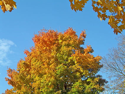 colori, sai, maple, árvore, outono, bordo, árvore, azul, céu, folha, mudança, plantar, visão de baixo ângulo, crescimento, beleza na natureza, natureza, cor laranja, dia, ninguém, ramo, tranquilidade, parte da planta, ao ar livre, scenics - natureza, céu limpo, Copa da árvore, condição natural, 720P, CC0, domínio público, royalty free