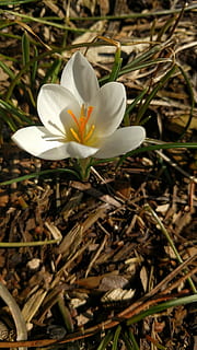 azafrán, blanco, primavera, flor, naturaleza, floración, floral, temporada, planta, pétalo, floreciente, Pascua de Resurrección, estambre, bulbo, planta floreciendo, belleza en la naturaleza, fragilidad, vulnerabilidad, frescura, el color blanco, cabeza de flor, de cerca, crecimiento, inflorescencia, campo, día, nadie, tierra, iris, al aire libre, polen, 2K, CC0, dominio público, libre de derechos