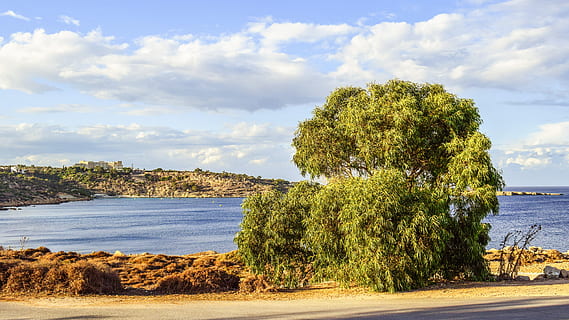 albero, paesaggio, scenario, eucalipto, cavo greko, Cipro, pianta, acqua, nuvola - cielo, cielo, mare, bellezza nella natura, scenics - natura, la tranquillità, scena tranquilla, natura, spiaggia, terra, nessuno, giorno, scena non urbana, idilliaco, crescita, all'aperto, 5K, CC0, dominio pubblico, privo di copyright